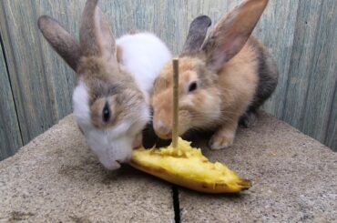 Rabbits eating asmr banana | bunny cute eating banana