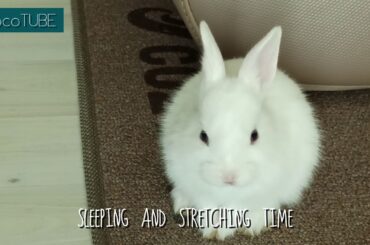 Cute Baby Rabbit ❤️