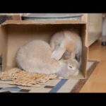 Janey & Honey, the cutest bunnies ever!
