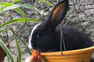 Rabbit sat in bonsai and eat carrots - Cute Rabbit Video || Sala Rabbit