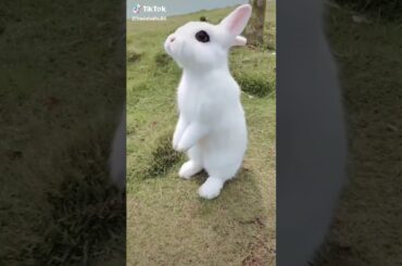 Cute Rabbit