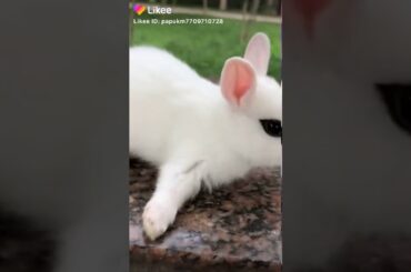Cute little rabbit