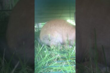 The cutest bunny ever!