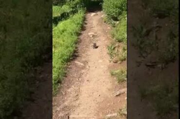 Caught A Cute Rabbit In Jungle