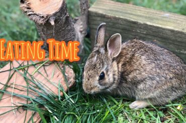 A cute rabbit 🐰 eating outside home - EP7