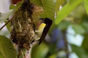 Wild Bird mom feed their baby and bird dad guard.