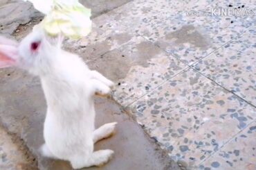 My cute bunnies are eating coliform