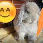 Cute rabbit eating crunchy carrot | Roni The Rabbit