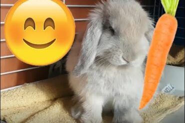 Cute rabbit eating crunchy carrot | Roni The Rabbit