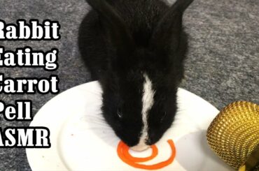 Rabbit Eating Carrot  Pell ASMR