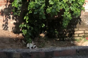 Cute rabbits 🐇 video