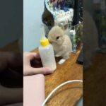 Baby rabbit wants milk!