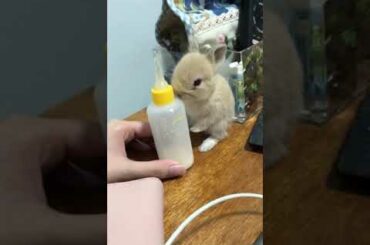 Baby rabbit wants milk!