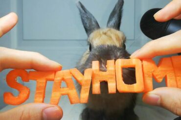 Rabbit #stayhome ASMR Eating Cute Bunny