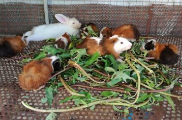 Funny and Cute Baby Rabbits Eating Vegetables - Cute Baby Bunny Rabbits Eating Videos - Rabbits 2020