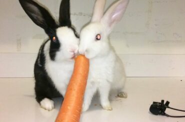Rabbits Carrot Eating Race ASMR 💓 Baby Bunny Videos