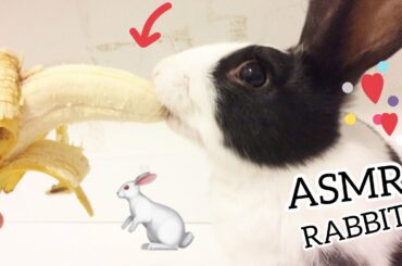 Rabbits Eating Banana ! Baby Bunny ASMR Waking up rabbit with banana TAVŞAN MUZ