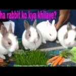 //Baby rabbit ka favourite food // and care""kaise kare???