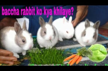 //Baby rabbit ka favourite food // and care""kaise kare???