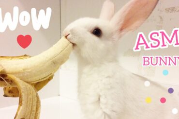 🐰Bunny Baby Banana Eating ASMR 😍 Awaken the sleeping Rabbit wit Banana 🐰