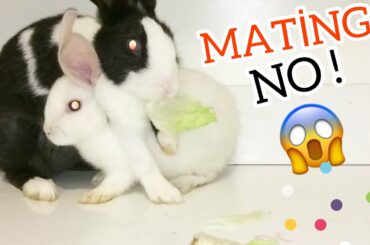 💓Rabbit Kissing My Rabbits Want to Make Love💓My love Bunny 💓animals ASMR