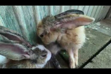 Rabbits cute clean body