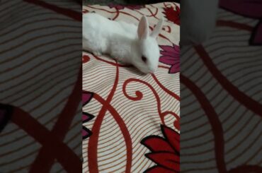 1 month old cute baby bunnies