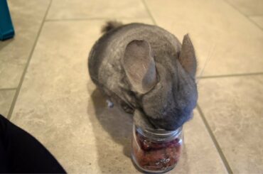 Cute Chinchilla Struggles To get Treat