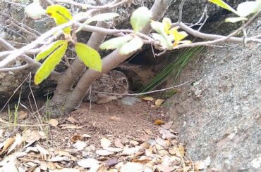 Baby Jackrabbit Found! Why is it alone?