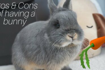 Pros and Cons of having a Bunny! | Christa Marie
