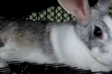 Cute Rabbit Pose Caught On Camera :) 2020