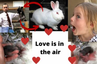 Watching baby bunnies grow up