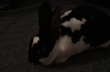 Fat Bunny Sleepy Bunny Cute Bunny