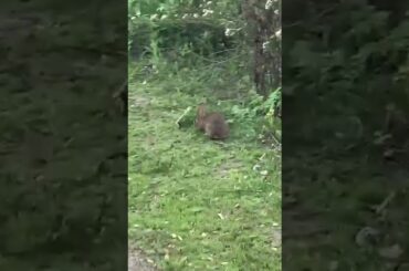 Cute Rabbit video 😍😍😍