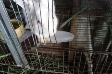 Rabbit cooling technique on a hot weather | how to cool rabbit's | rabbit cooling guide #rabbit