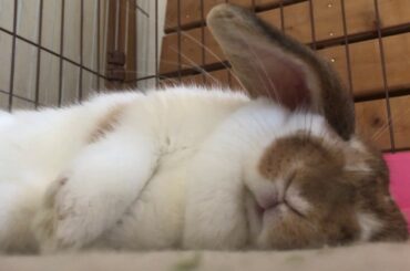 funny  rabbit  cutest bunny 2020 asleep