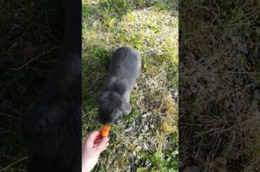 The Bunny runs free 🐰