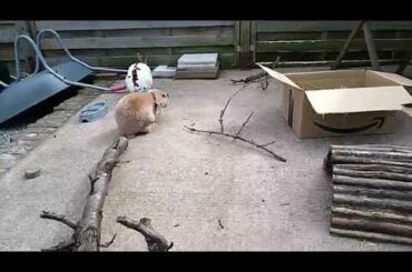 Cute & cuddly - the rabbits are loving their play time