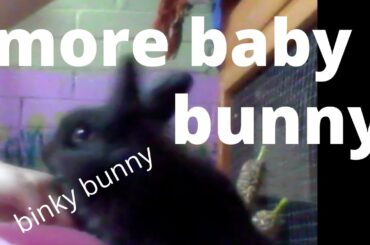 baby rabbit (binky bunny)