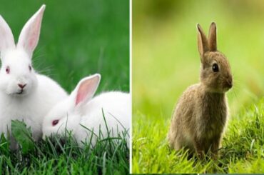Jack And Jill Masti Time || Cute Rabbits|| Grazing Grass