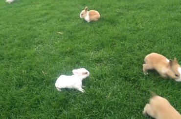Rabbit babies of different ages playing on grass | Rabbit babies scene | Rabbit babies video