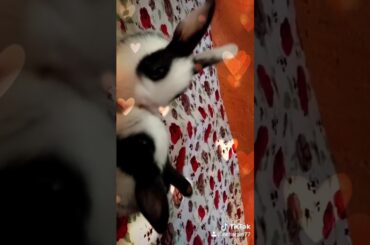 Cute ❤️ baby rabbits