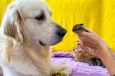 Golden Retriever and Baby Bunnies 8 days old [1 Bunny Open His Eyes]