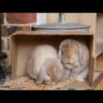 Janey & Honey, the cutest rabbits in the world!