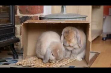 Janey & Honey, the cutest rabbits in the world!