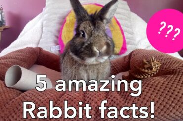 5 amazing rabbit facts in under a minute