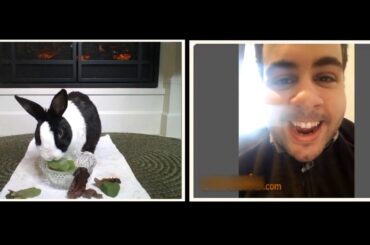 Rabbit Video Chatting With Random Strangers
