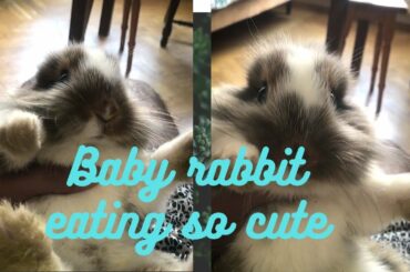 Baby rabbit eating so cute