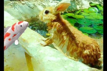 OMG !!! FUNNY AND CUTE RABBIT SEARCHING FISH IN THE POND.. teddy Rabbit