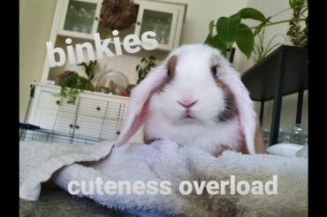 CUTE BABY BUNNY BINKIES